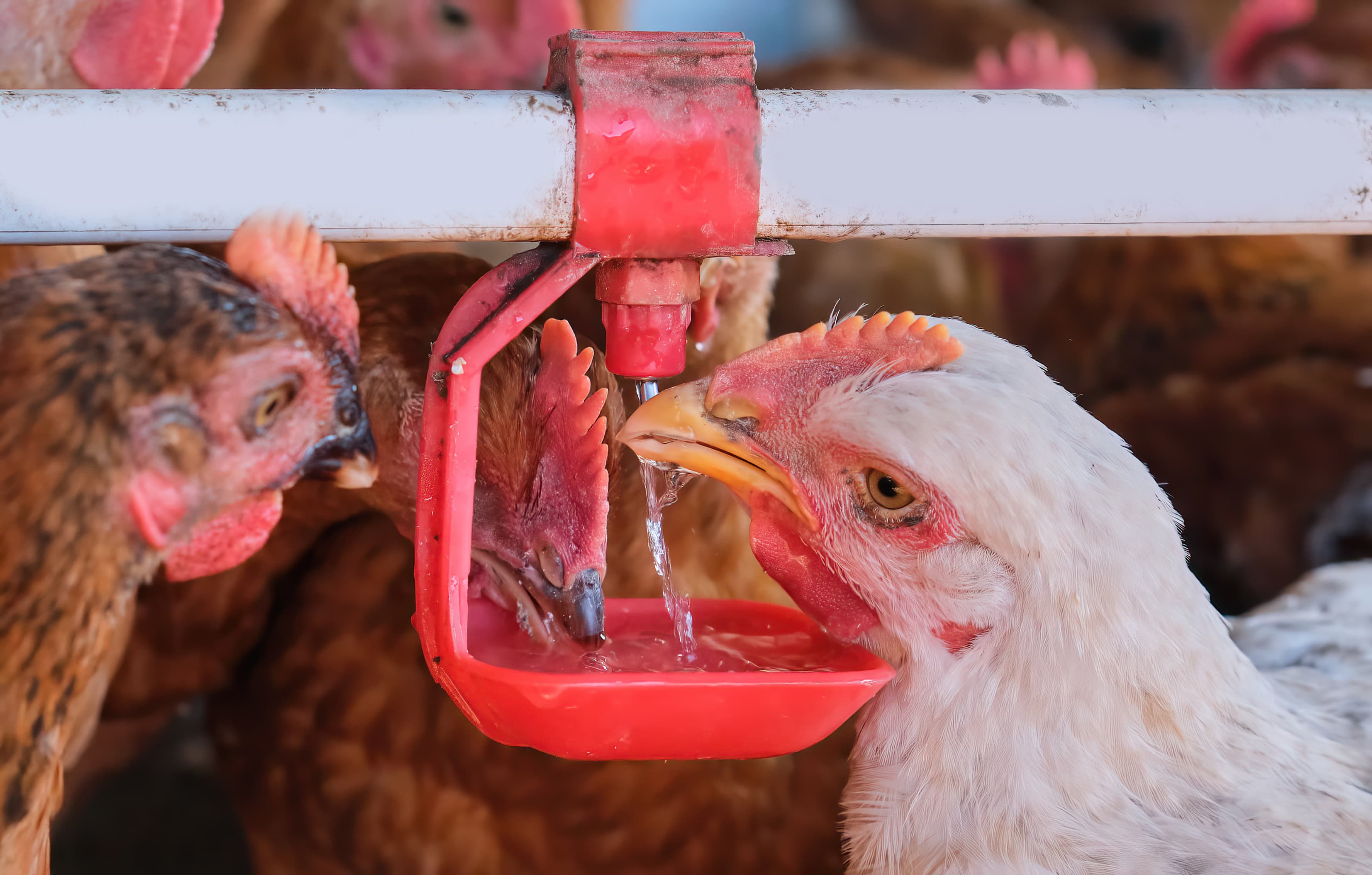 Animal drinking water system test