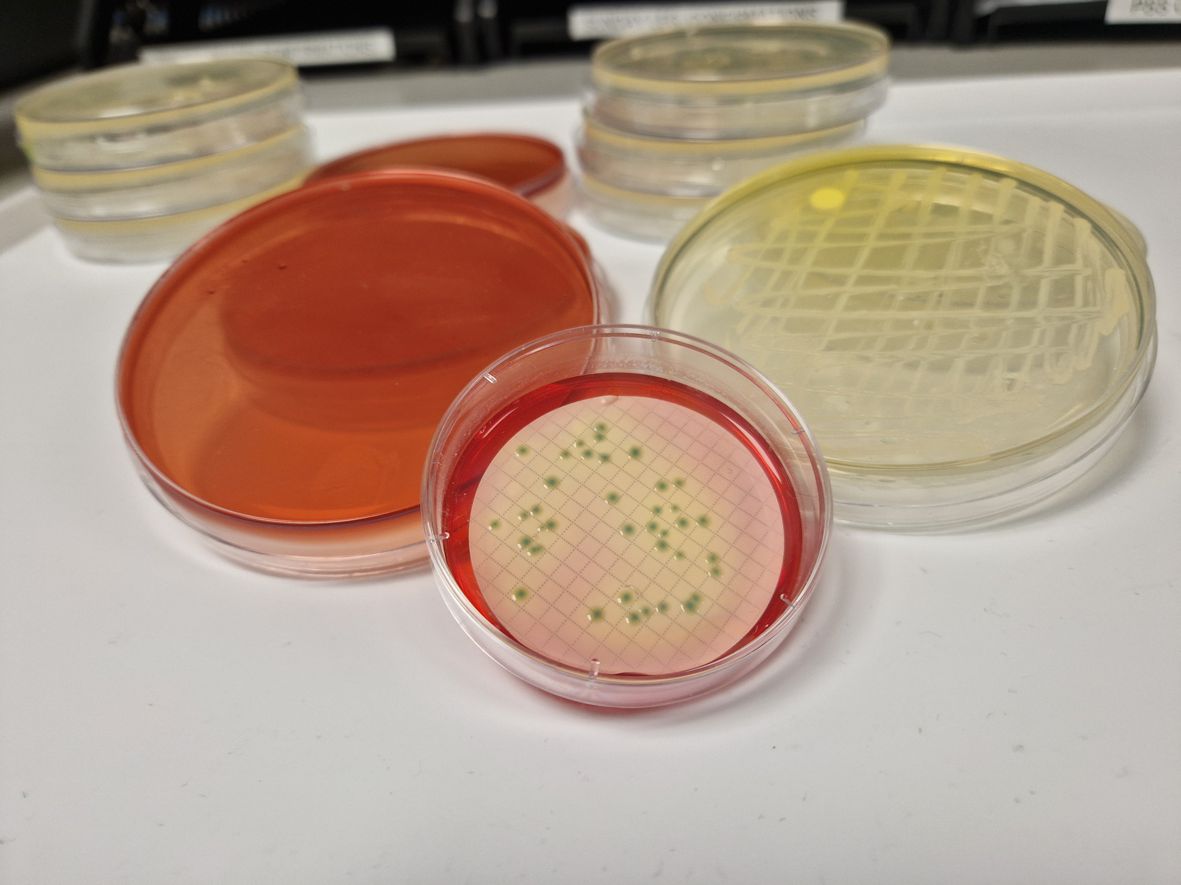 MLGA agar