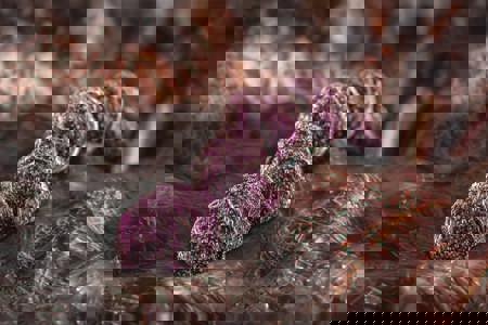 Faecal streptococci testing