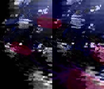 Bacteria testing of water