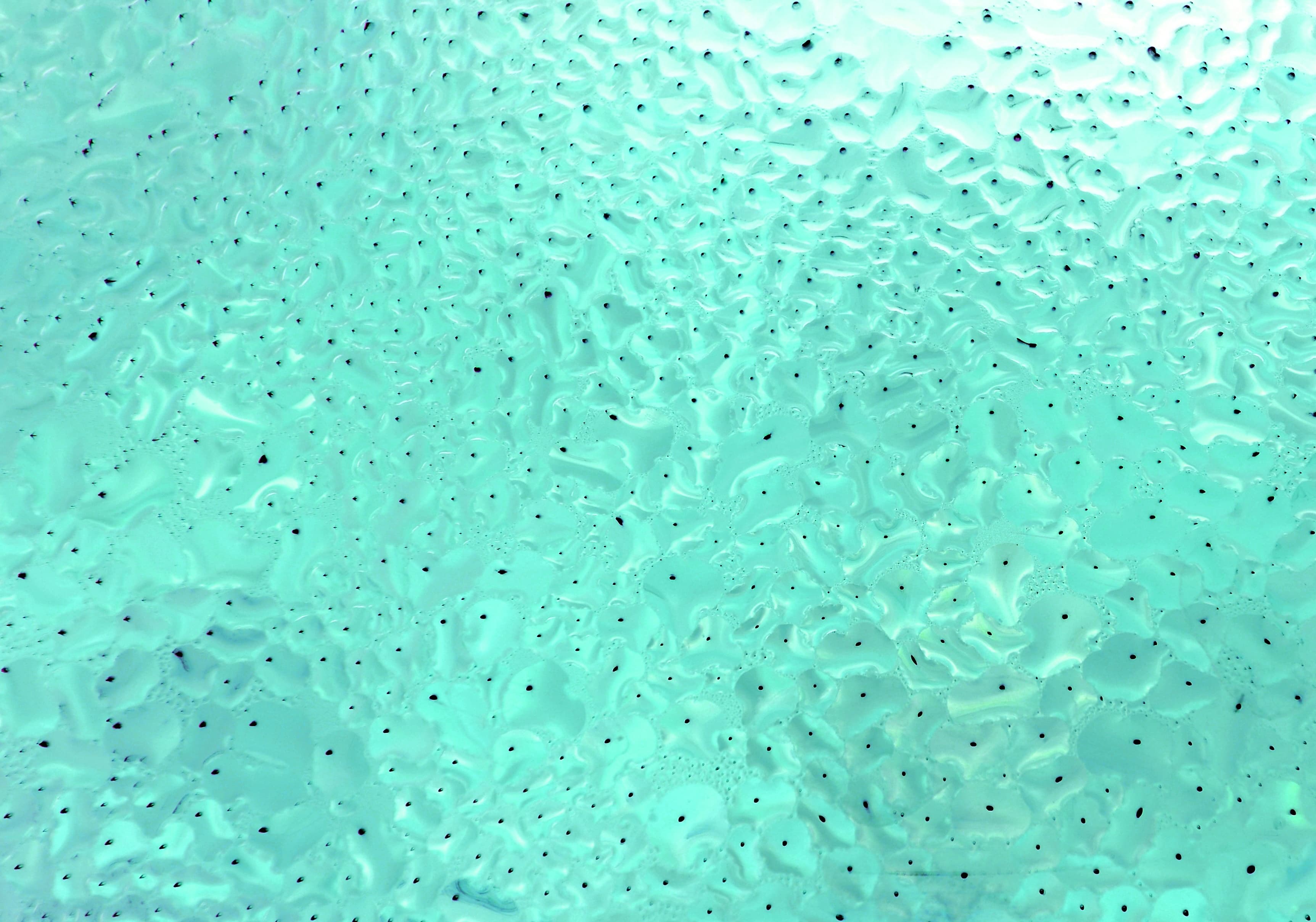 coliform bacteria in water test