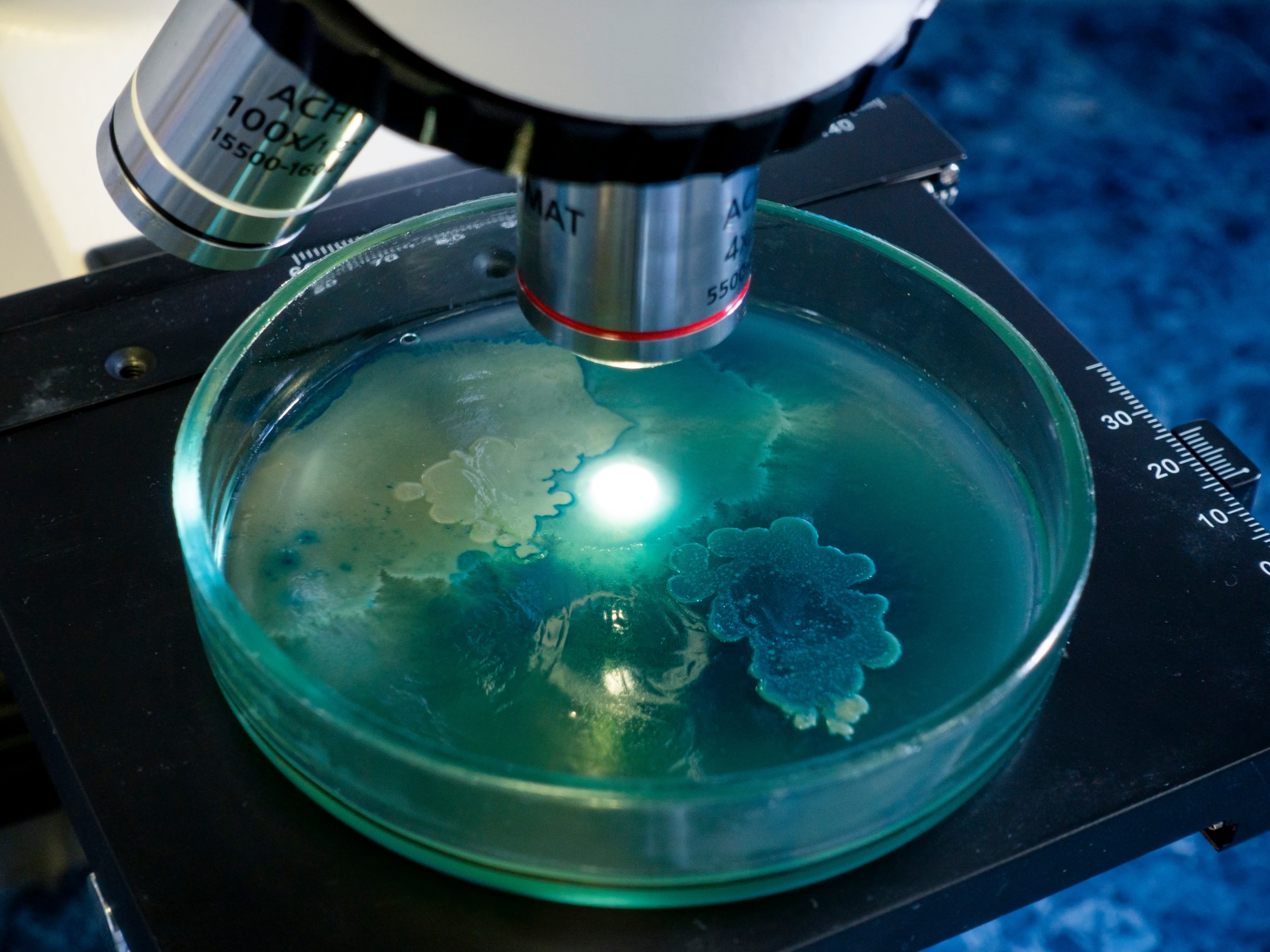 Testing for Pseudomonas